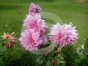 The Dahlia Flowers (garden)(Sri Lanka).
