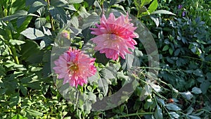 Dahlia flowers in the garden in the vegetable garden.