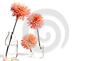 Dahlia flowers in a glass vase isolated