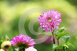 Dahlia flowers on green background