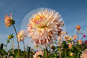 Dahlia flowers by the name Hapet Champagne, photographed against a clear blue sky in late summer at RHS Wisley garden, Surrey UK