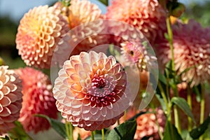 Dahlia flowers by the name Barbary Jester, photographed with a macro lens at RHS Wisey garden, Surrey, UK