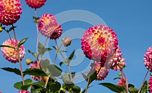 Dahlia flowers by the name Hapet Daydream, photographed against a clear blue sky in late summer at RHS Wisley garden, Surrey UK