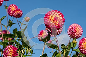 Dahlia flowers by the name Hapet Daydream, photographed against a clear blue sky in late summer at RHS Wisley garden, Surrey UK