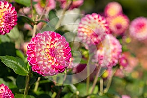 Dahlia flowers by the name Hapet Daydream, photographed against a clear blue sky in late summer at RHS Wisley garden, Surrey UK