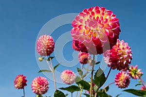 Dahlia flowers by the name Hapet Daydream, photographed against a clear blue sky in late summer at RHS Wisley garden, Surrey UK