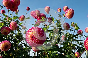 Dahlia flowers by the name Hapet Daydream, photographed against a clear blue sky in late summer at RHS Wisley garden, Surrey UK