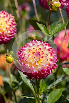 Dahlia flowers by the name Hapet Daydream, photographed with a macro len at RHS Wisey garde, UK