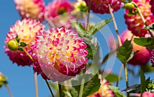 Dahlia flowers by the name Hapet Daydream, photographed with a macro len at RHS Wisey garden, Surrey, UK