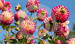 Dahlia flowers by the name Hapet Daydream, photographed with a macro len at RHS Wisey garden, Surrey, UK