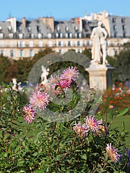 Dahlia flowers in a Paris garden