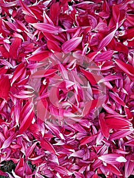 Dahlia flowers petals are gathered after dahlia flowers shedded them to use in making compost photo