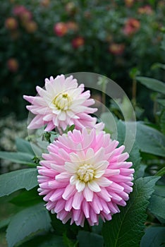 Dahlia flowers semi-cactus type in a light magenta color.