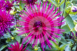 Large head of deep pink cactus dahlia flower in a garden close-up.