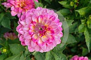 Dahlia of the `Foxy Lady` variety in the garden, top view, close-up, copy space for text