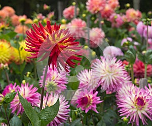 Dahlia garden