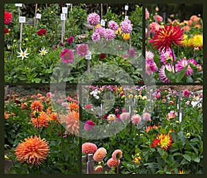 Dahlia garden