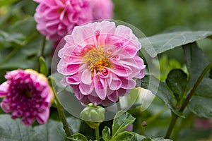 Dahlia in the garden after the rain.