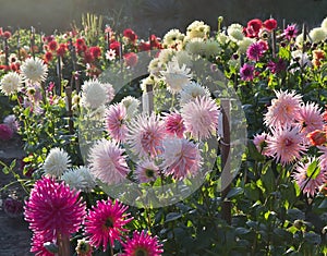 Dahlia garden sunset. Back light.