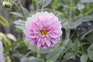 Dahlia is a genus of bushy, tuberous, herbaceous perennial plants native to Mexico.