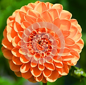 Dahlia is a genus of bushy, tuberous, perennial plants