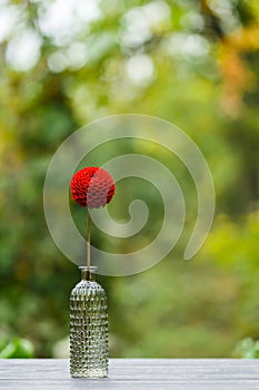 Dahlia in a glass vase