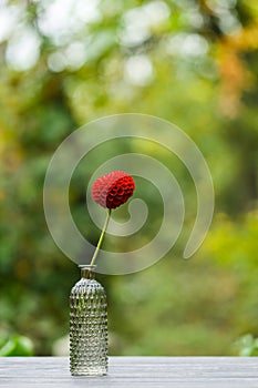 Dahlia in a glass vase