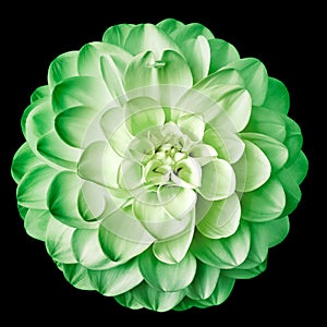 Dahlia green flower. Flower on the black isolated background with clipping path.  For design.  Closeup.