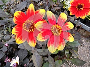 Dahlia `Happy Days Yellow Red Bicolour`