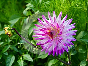 Dahlia `Hayley Jane` blooming in summer.