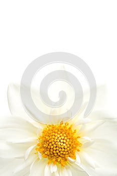 Dahlia highkey isolated photo