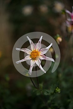 Dahlia honka fragile flower head