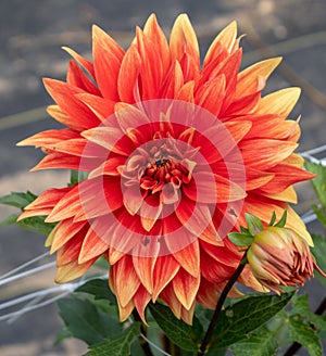 Dahlia `Hot Tamale` in bloom