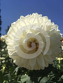 Dahlia X Hybrida white flower