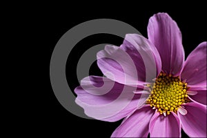 Dahlia Imperialis, a beautiful flower Bud of a large Dahlia tree isolated on a black background a
