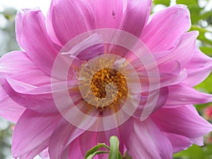 Dahlia Imperialis photo