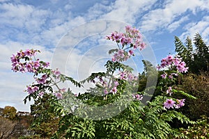 Dahlia imperialis  Tree dahlia  flowers.