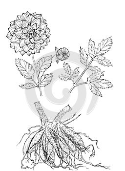 Dahlia ink botanical isolated illustration.