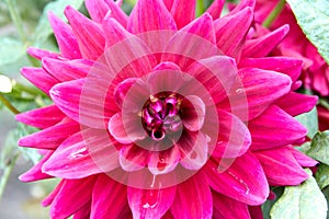 Dahlia in intense pink colors. Selective focus.