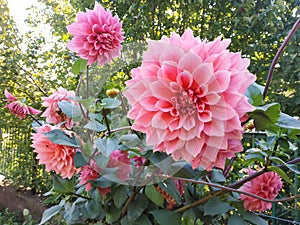 Dahlia Islander