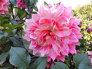 Dahlia Islander