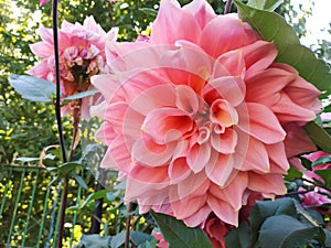 Dahlia Islander