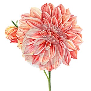 Dahlia isolated white background, watercolor botanical painting, delicate flowers