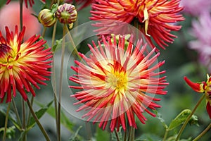 Dahlia Karma Bon Bini, cactus, bi-colour blooms