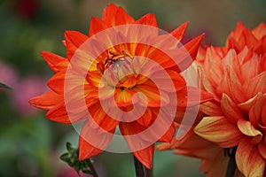 Dahlia Karma Fiesta, bright salmon orange blooms with a yellow base