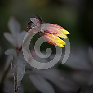 Dahlia Knockout is partial bloom