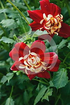 Dahlia La Gioconda red flowers in garden photo