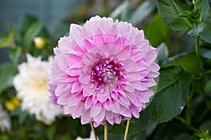 Dahlia Lavender Perfection Dinnerplate flower in summer cottage garden