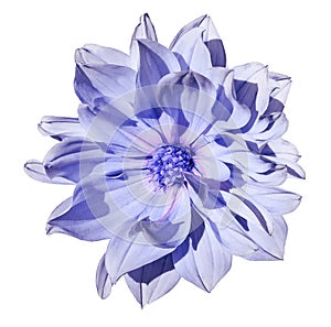 Dahlia light blue flower on an isolated white background with clipping path. Closeup. No shadows.