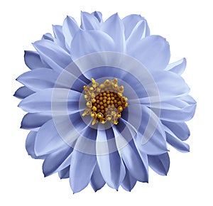 Dahlia light blue flower on a white isolated background with clipping path. Closeup no shadows. Garden flower.